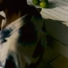 Koszula z bawełny Ikat w mozaikę Koszula z bawełny Ikat w mozaikę
