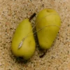 Naszyjnik Alba Silver Cardamom Pod Naszyjnik Alba Silver Cardamom Pod